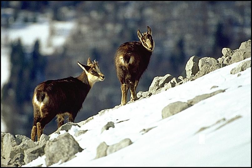 Photo : Ecrins : la pluie sur Grenoble fait sortir les photos d'archive, une fois de plus. Promis d'ici la semaine prochaine, au moins une photo nouvelle. Deux jeunes chamois sur la neige, il y a quelques annes dans les Bauges. 
