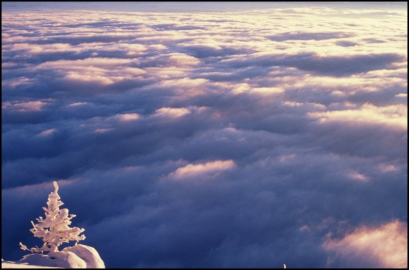 Photo : Vercors : depuis le sommet du Moucherotte, une mer de nuages sur Grenoble...la ville est pile dessous, invisible. Le soleil claire le desssus des nuages, et un petit arbre couvert de neige au bord du vide. 
