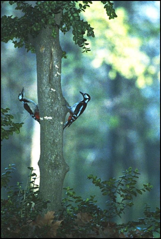 Photo : Deux pics peiches autour d'un tronc. 
