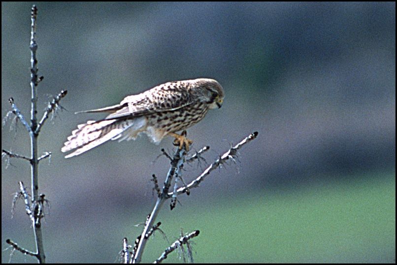 Photo : Un faucon crcerelle des Hautes-Alpes 
