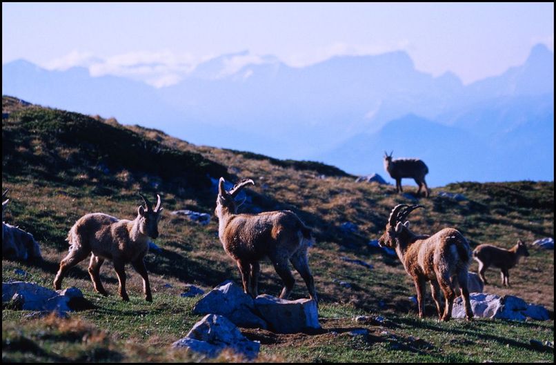 Photo : Un troupeau de bouquetins sur les crtes du Vercors 
