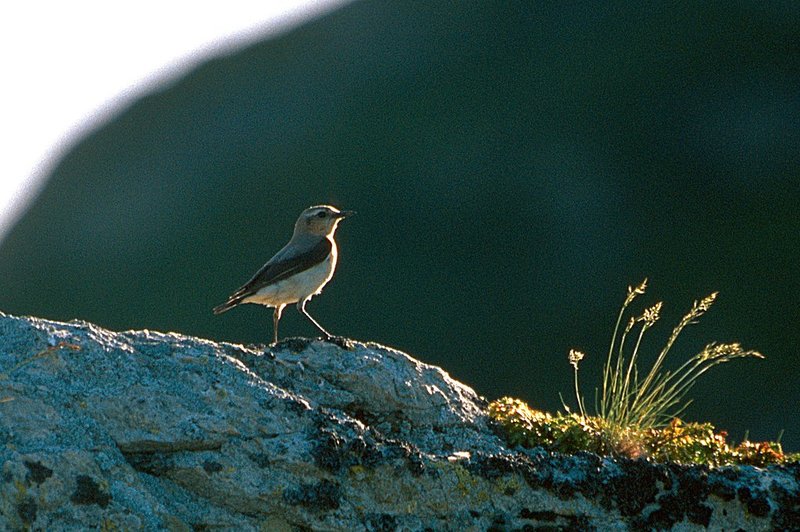 Photo : Un traquet motteux vers le lac Fourchu, sous le Taillefer 
