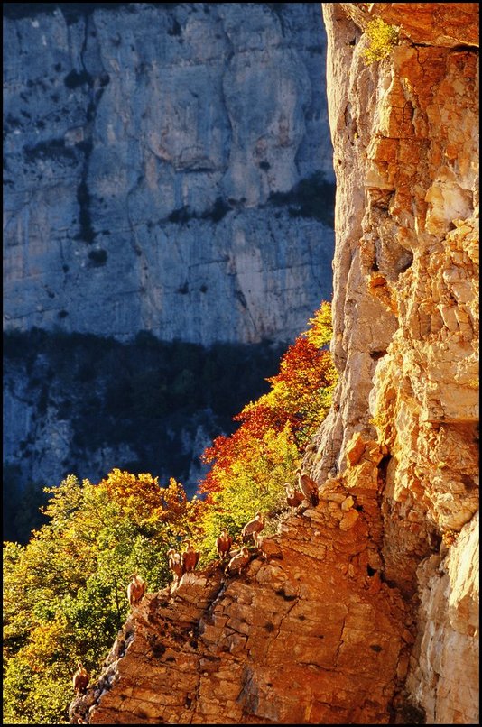 Photo : Vercors : Peut-tre difficile  discerner, une belle brochette de vautours fauves poss sur l'arte,  la limite des arbres.Ce week-end, le temps splendide sur le Vercors, la lumire et les couleurs d'automne des arbres taient les conditions idales pour l'observation au col de Rousset. Des dizaines et des dizaines de vautours fauves tournaient tout prs de la crte, et mme un vautour moine.D'autres photos (ainsi que cette photo de la semaine en plus grand) sont visibles dans la partie 