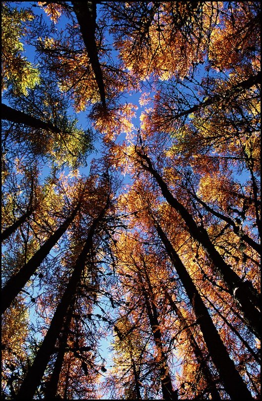 Photo : Mlzes d'automne, vers le col de Conode, entre Dvoluy et Gapenais. 
