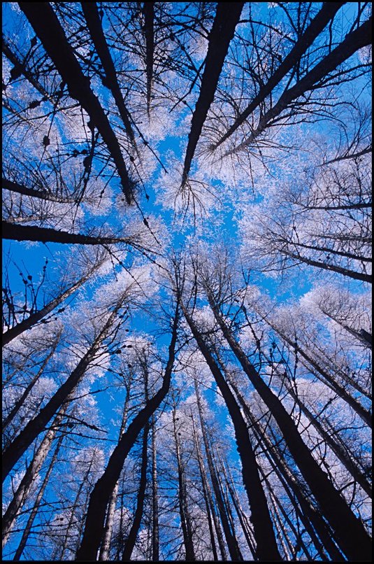 Photo : Mlzes : Un vrai classique dsormais...aprs les mlzes au grand angle et vus de dessous  l'automne, les mlzes au grand angle et vus de dessous en hiver et couvert de givre.Photo prise vers nol, durant une semaine de grand soleil sur les Hautes-Alpes, crtes dgarnies mais neige bien prsente sur les versants nord. 
