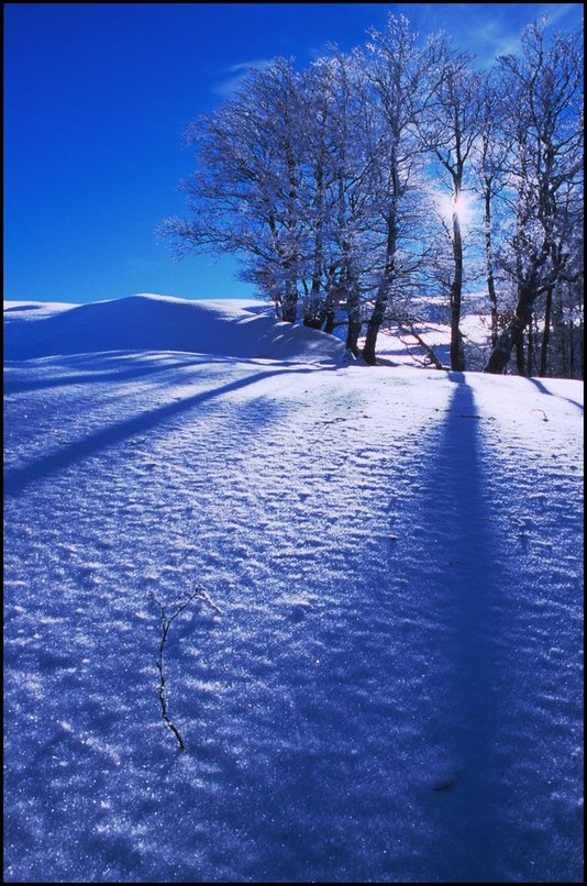 Photo : Vers le col de la Croix, entre Trives, Buech et Dvoluy, quelques arbres givrs. 
