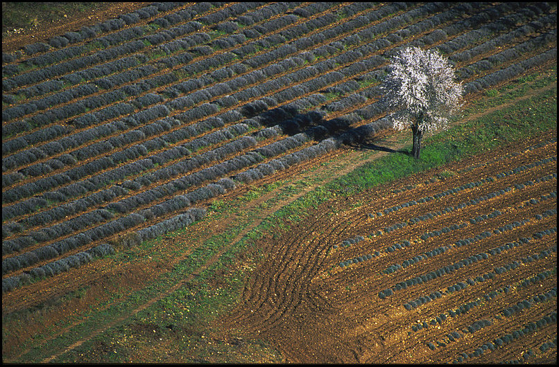 Photo : Luberon : Pas de montagne ces derniers temps...c'est le moment de retourner faire en tour en Provence avec une image d'archive : un amandier en fleurs dans un champ de lavande pas encore pousse. 

