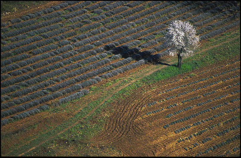 Photo : Luberon : Pas de montagne ces derniers temps...c'est le moment de retourner faire en tour en Provence avec une image d'archive : un amandier en fleurs dans un champ de lavande pas encore pousse. 
