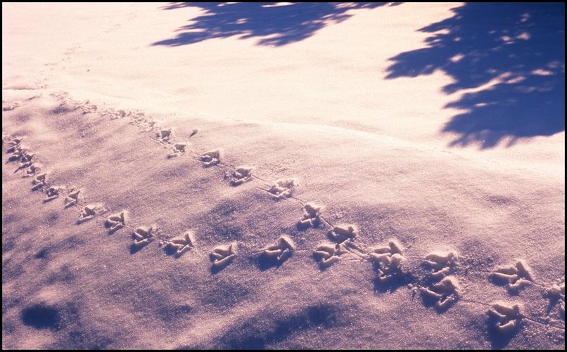 Photo : Vercors : Malgr le nom du site, je n'ai jamais photographi de ttras-lyre...mais voici quand mme quelques traces au lever de soleil mardi dernier.. 
