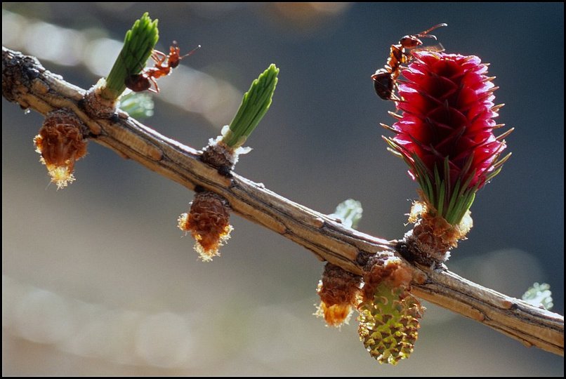 Photo : Dvoluy : Des fourmis sur une fleur de mlze...La semaine pass dans le vallon menant des Sauvas au pic de Bure, dans le sud du Dvoluy, les mlzes taient tous en fleurs. Et sur de nombreux arbres, les fourmis profitaient des gouttes de sve qui s'chappaient...Cet automne, il faudra y retourner pour les couleurs jaunes sur fond de falaises du plateau. 
