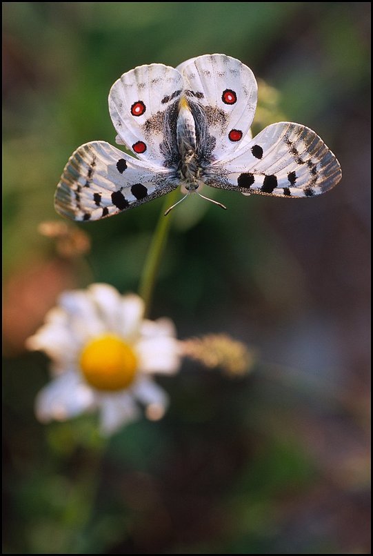 Photo : Vercors : Un Grand Apollon, grand et beau papillon non commun, sans tre extrmement rare 
