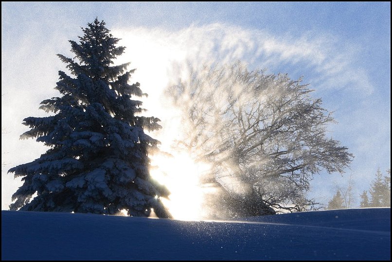 Photo : Enfin un peu de vraie neige, et des tempratures de saison : -14 ce matin  8h vers l'Emeindras, en Chartreuse. Avec en prime un petit vent de nord qui souffle la neige poudreuse des arbres... 
