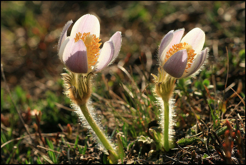 Photo : Quelques anmones sylvies au soleil de dimanche dernier..une fleur assez photognique et que j'aime beaucoup, bien que ces spcimens-ce ne soient pas trs colors. 
