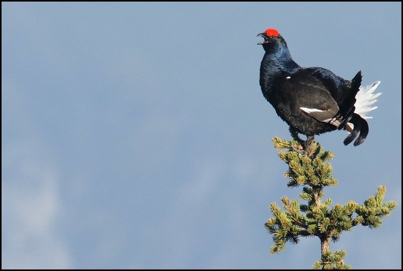 Photo : Et voici l'oiseau qui a donn son nom  mon site et nom de domaine : le ttras-lyre (petit coq de bruyre).Photographi ici dans le Vercors il y a quelques semaines, au dbut de la priode de reproduction : les mles s'installent sur les sommets des arbres et chantent plusieurs heures au moment du lever du jour pour attirer et sduire les femelles restes au sol. Le ttras-lyre est une espce encore abondante par endroits, mais globalement en rgression dans nos montagnes : ne pas dranger ! 
