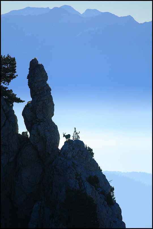 Photo : Un bouquetin se promne sur les crtes du Vercors...samedi dernier, petite claircie dans une semaine pluvieuse, le ciel tait pur comme un jour d'automne, avec juste quelques brumes dans le lointain. 
