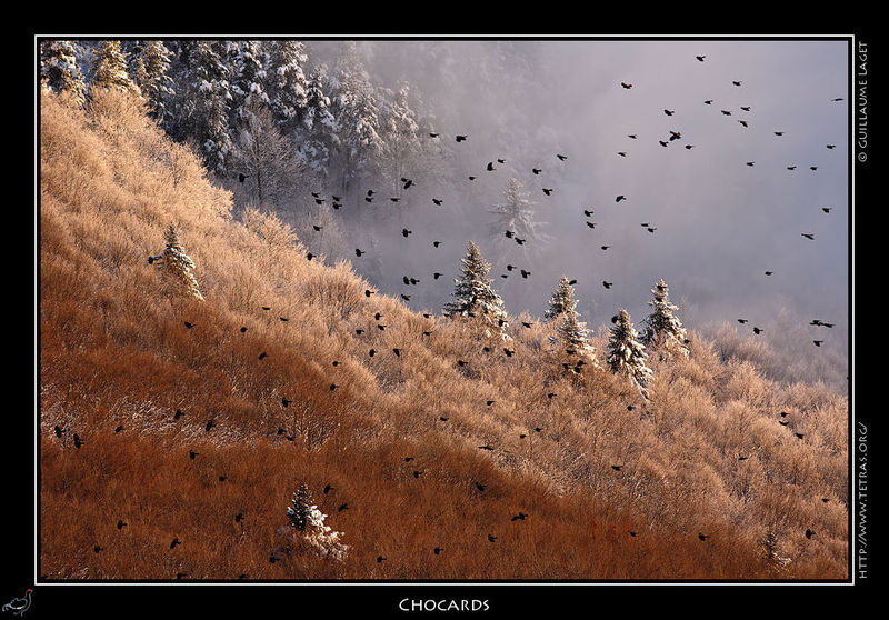 Photo : Retour au soleil...et  la neige. Un lever de soleil juste au dessus des nuages, arbres enneigs et givrs...et un gros vol de chocards juste  cet instant !Dernier rappel, demain soir,  21h au Caribou de Correnon-en-Vercors, je prsente mes images des crtes du nord-Vercors...en esprant avoir retrouv ma voix. Dans tous les cas, les images seront l ! Entre libre. 
