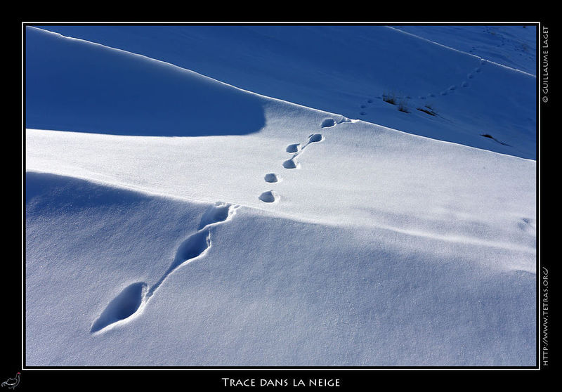 Photo : Traces sur la neige... 
