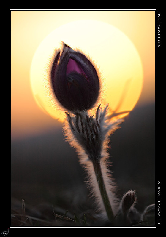 Photo : Pour compenser un peu le temps gris, voici une image (d'archive !) avec un soleil bien visible derrire une anmone, sur les crtes du Vercors. Ceux qui ont apprci l'image de la semaine passe trouveront, sur le site Objectif Nuit d'autres images nocturnes rcentes, ainsi qu'un lien vers l'article illustr sur les techniques de photos nocturnes...J'en profite pour vous passer une info : David Boudin, auteur d'un topo-guide VTT du Vercors expose ses images du Vercors (Quatre-Montagnes) aux Quatre Saisons dans les Offices de Tourisme du Vercors : Autrans en juin, Maudre en juillet, Lans en octobre...dtails sur www.aufildeslumieres.com 
