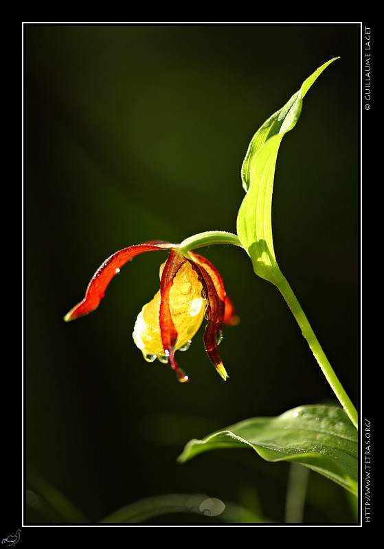 Photo : Cette fois, il semble enfin que le beau temps soit revenu ! Voici les premiers rayons de soleil sur les dernires gouttes recouvrant un sabot de Vnus, en pleine floraison assez tardive... 
