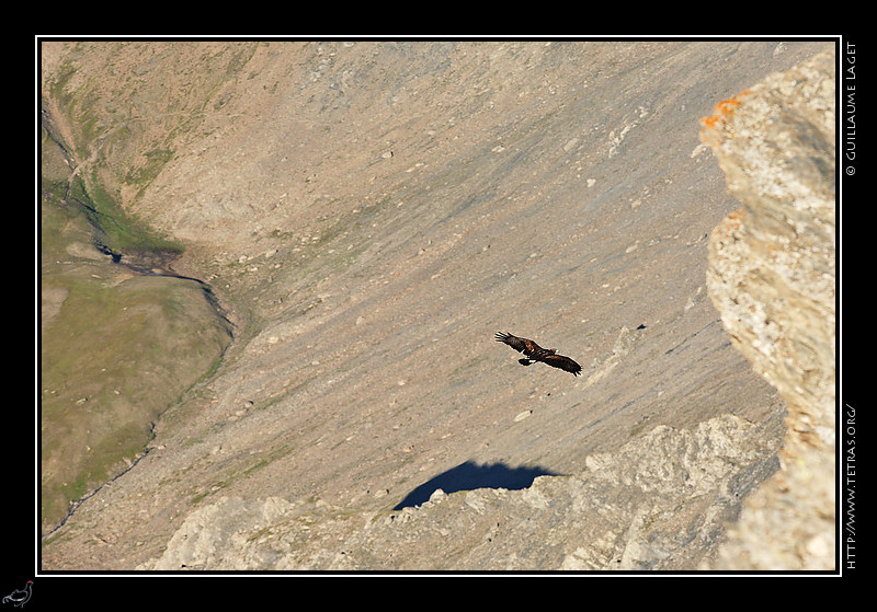 Photo : On continue cette semaine avec la faune...voici un aigle royal queyrassin. Au bout d'une belle randonne, merveill par les brumes sur la valle en dessous, j'ai fait 10 minutes de photos depuis le sommet, sans remarquer cet aigle pos quelques mtres sous moi, jusqu'au moment o il s'est envol et a fait,  distance, le tour du sommet. Une heure plus tard, il faisait encore au loin de belles acrobaties... 
