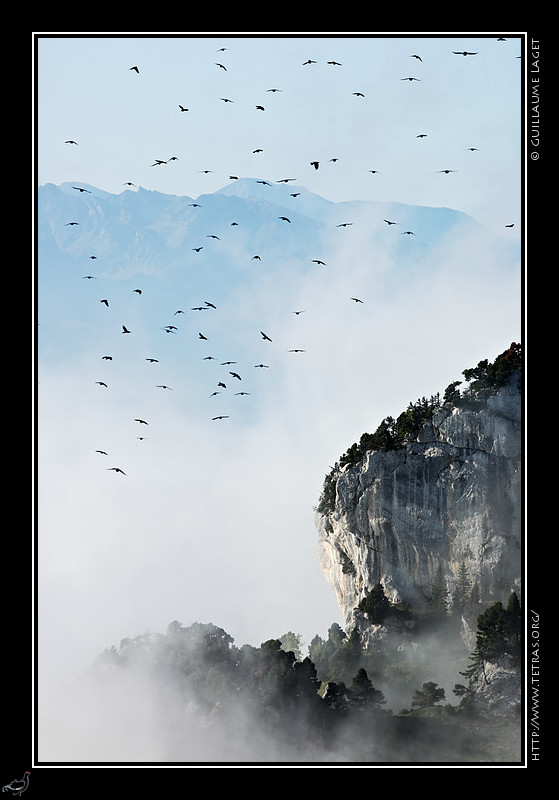 Photo :  En Chartreuse, ce matin-l vers 8h30, la lumire devient blanche et dure, mais les brumes qui montent de la valle sont nanmoins assez esthtiques...et c'est  ce moment que passe un beau vol de chocards !   Pour les habitants des environs de Grenoble, le festival 