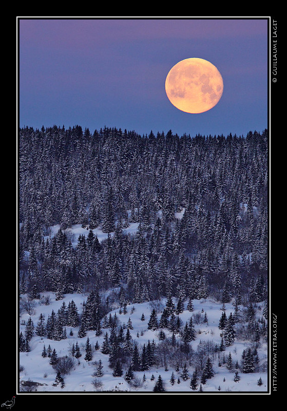 Photo : Coucher de lune en Chartreuse, au dessus des arbres enneigs... J'en profite pour signaler de nombreuses mises--jour de mon site (galeries Chartreuse, Mont Aiguille, ...), ainsi que tout un lot de petites annonces pour du matriel photo (on vide les placards..) :  retrouver en page d'accueil du site. 
