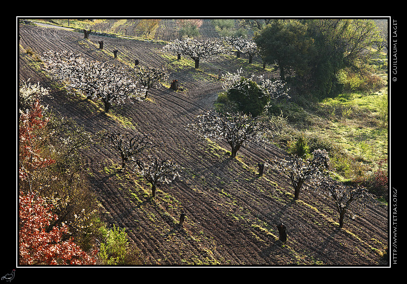 Photo : Le printemps serait-il l ? En tout cas c'est ce que semblaient penser quelques cerisiers du Luberon, dimanche dernier... 

