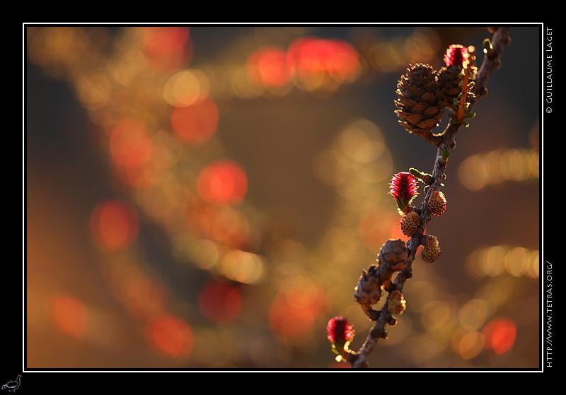 Photo : La semaine est dj commence...voici la photo correspondante !Le mlze, l'arbre typique des alpes du sud -Ecrins, Queyras, Mercantour- est un arbre extraordinaire que toutes les saisons mettent en valeur. Bien sr les couleurs dores de l'automne sont les plus belles...mais les fleurs rouges du printemps mritent aussi la visite. 

