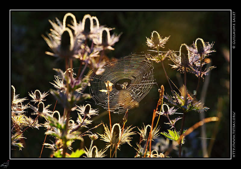 Photo :  Tous les ans, vers la mi-juillet, une partie du vallon du Fournel, dans les Ecrins, se couvre de panicauts des Alpes ou chardons bleus. Tous les ans, j'y vais au moins une fois admirer ses fleurs et leurs htes... 
