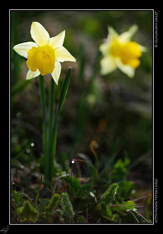 Photo : Le printemps est donc arriv vers le 20 mai cette anne, et semble s'installer. Les fleurs sont l dans les alpages : les anmones et les crocus dj bien fans, les jonquilles jaunissent les Hauts-Plateaux du Vercors comme les pentes du Charmant Som, et les narcisses ne font que commencer  fleurir  moyenne altitude... 
