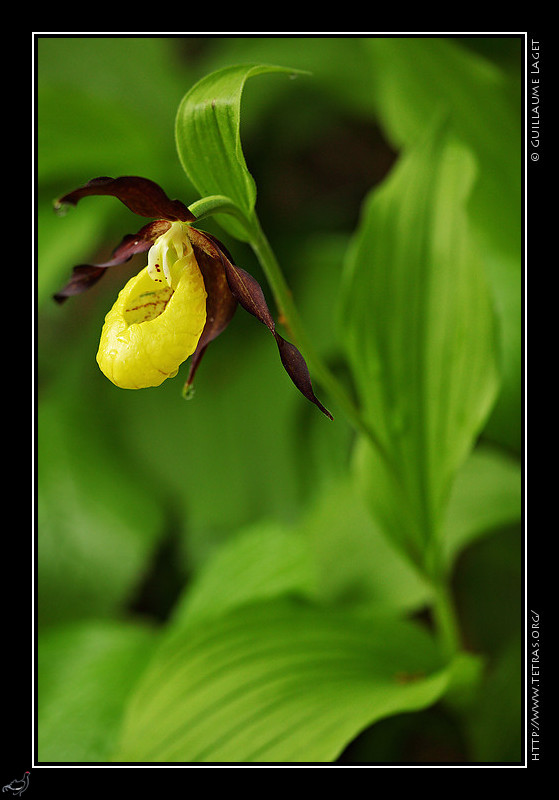 Photo : J'ai mis un peu de temps  tre conquis par la beaut des sabots de Vnus...mais depuis quelques annes il ne se passe pas une anne sans que j'aille les voir en Chartreuse ou dans le Vercors lors de leur floraison, entre mi-mai et mi-juin ! 
