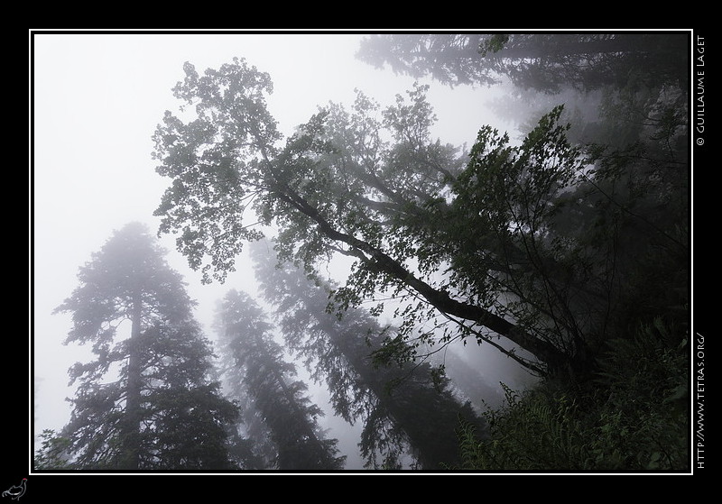 Photo : Brumes en fort de Chartreuse 
