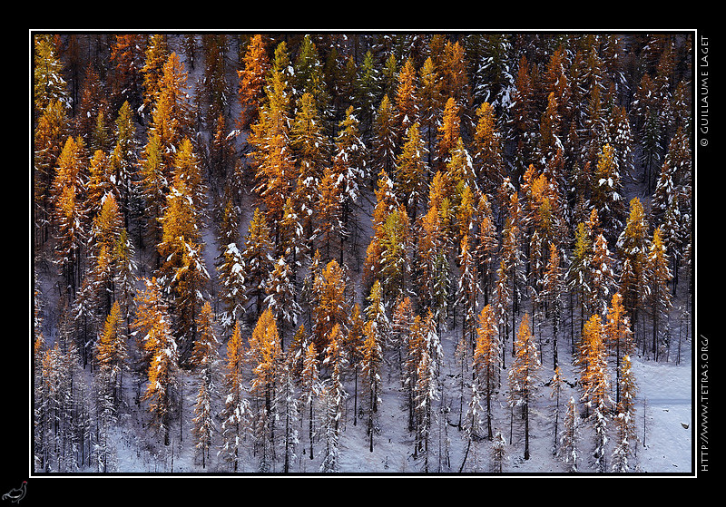 Photo : Fin octobre, la neige tait dj l dans les alentours de Saint-Vran, au dessus des mlzes dors. 
