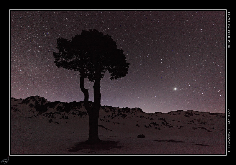 Photo : L'arbre taill de la plaine de la Queyrie, sur les  Hauts-Plateaux du Vercors, sous les toiles. 
