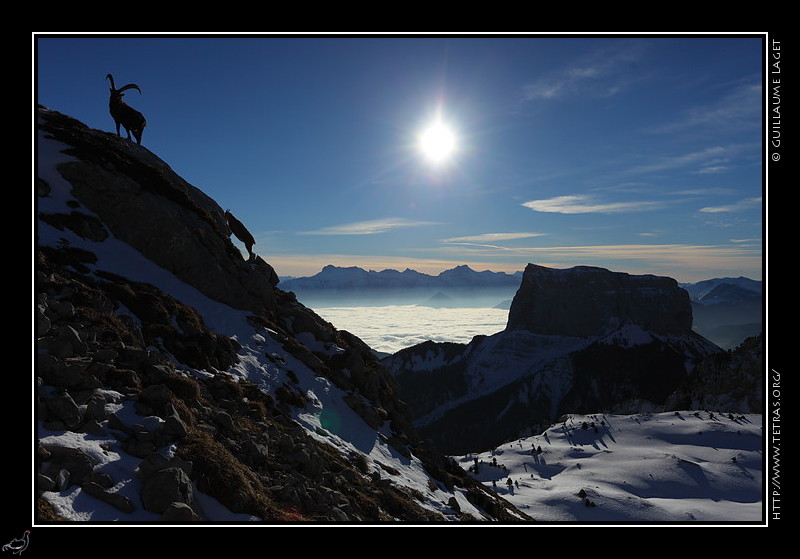 Photo : deux cornes sur une crte...le Mont Aiguille et des bouquetins depuis les pentes du Grand Veymont c'tait hier matin sur les pentes du Grand Veymont. 
