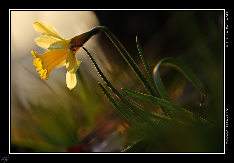 Photo : une photo en retard de nouveau cette semaine...petite fleur pour annoncer le printemps : une jonquille des sous-bois de Chartreuse. 
