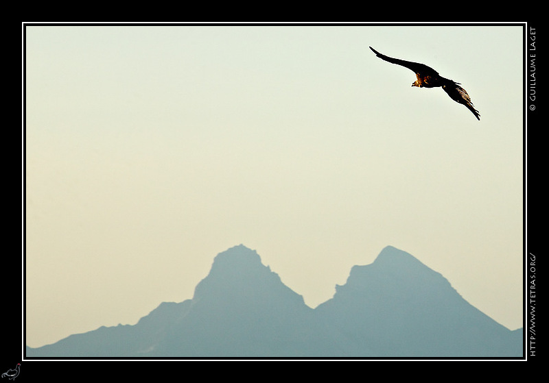 Photo : Un vautour fauve et les sommets de Garnesier, en Dvoluy, vus depuis les rochers du Parquet (Vercors) 
