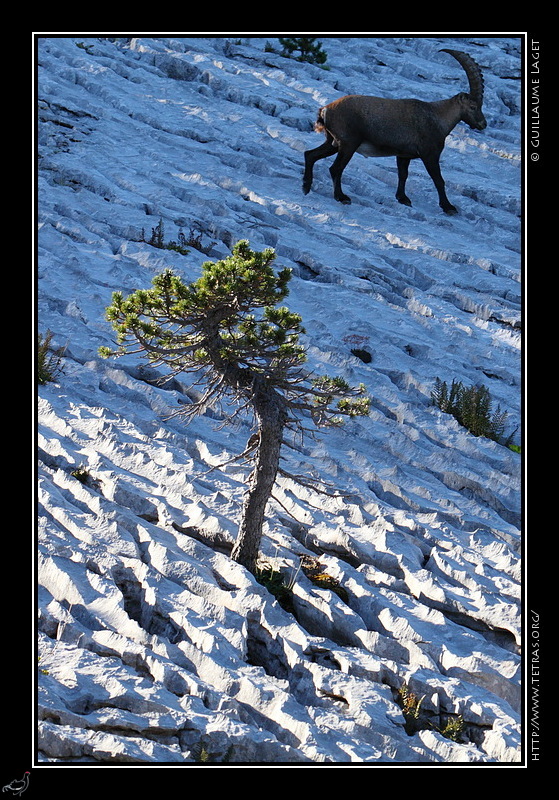 Photo : Sur les Hauts-Plateaux du Vercors, un bouquetin traverse un lapiaz 
