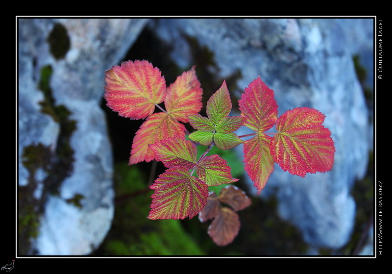 Photo : Feuilles dans les lapiaz des Hauts-Plateaux 
