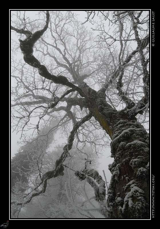 Photo : Arbres givrs dans la brume de la combe des parres 
