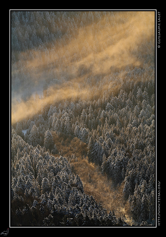 Photo : Sous Chamechaude, les premiers rayons clairent de fines  couches de brumes au dessus de la fort givre 
