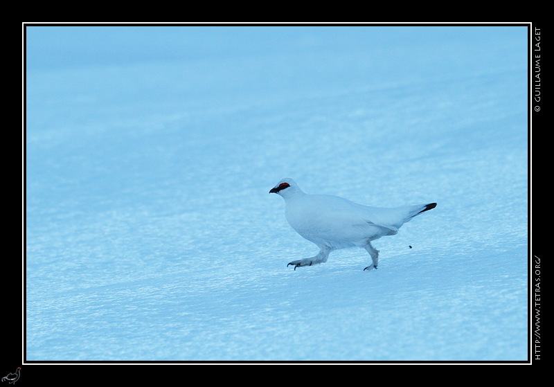 Photo : Un lagopde en plumage hivernal sur les crtes du Vercors 
