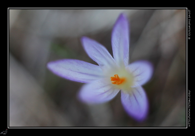 Photo : Crocus du Dvoluy 
