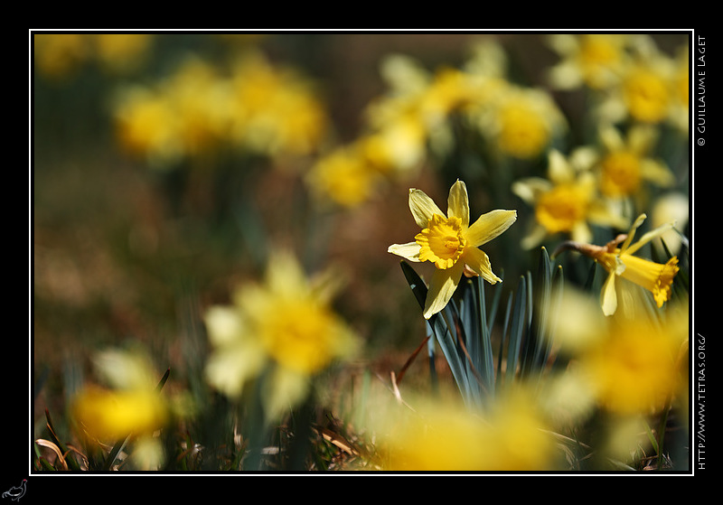 Photo : Jonquilles du Vercors 
