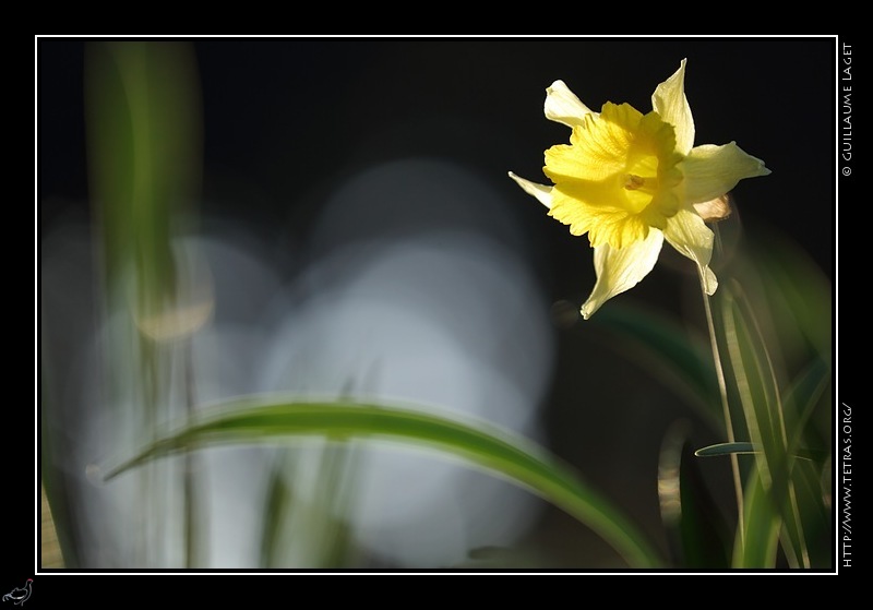 Photo : Jonquille dans le Vercors 
