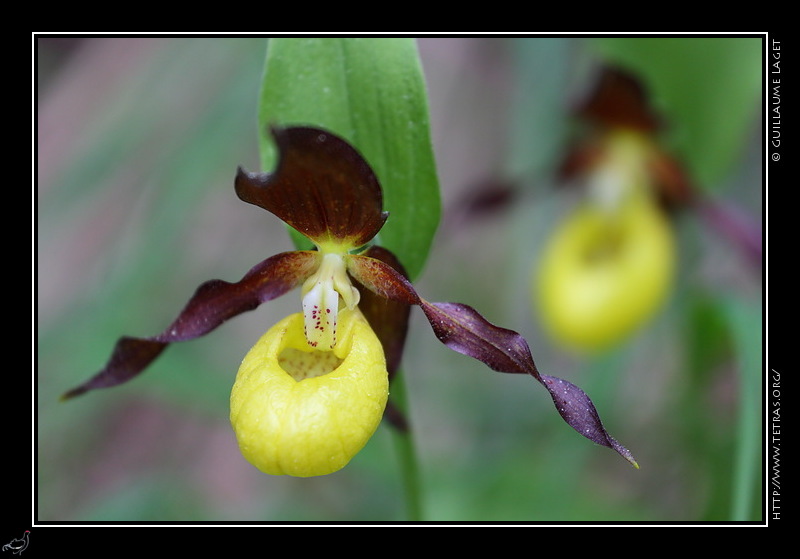 Photo : Sabots de Vnus en Vercors 
