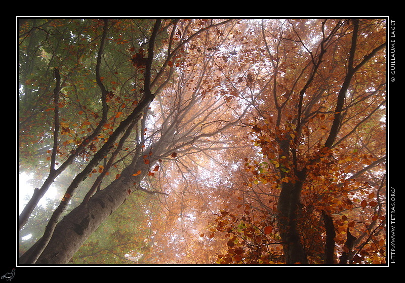 Photo : Fort d'automne de Chartreuse dans la brume 
