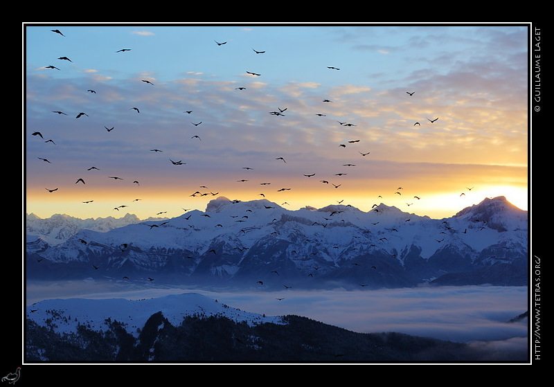 Photo : Vol de chocards sur les Hauts-Plateaux du Vercors, devant les falaises du Dvoluy 
