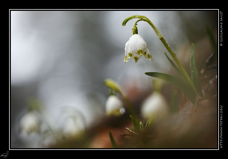 Photo : Les premires fleurs 2013 au Saint-Eynard, en Chartreuse 
