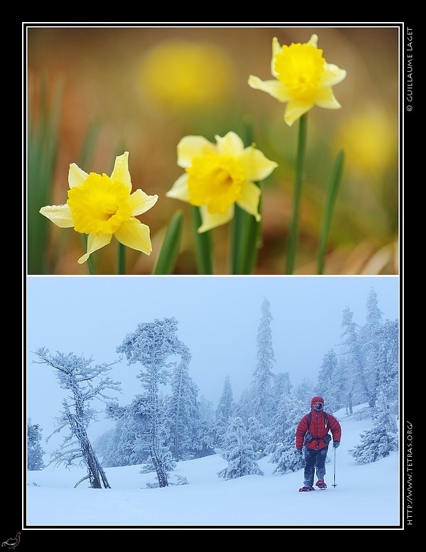 Photo : Le printemps et l'hiver mlangs... 
